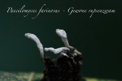 Gewone rupsenzwam - Paecilomyces farinosus