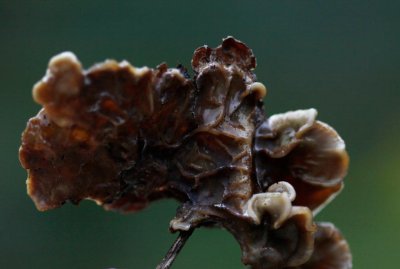 Viltig Judasoor - Auricularia mesenterica