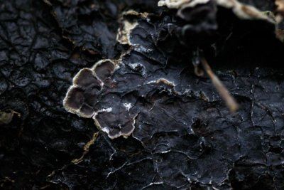 Viltig Judasoor - Auricularia mesenterica