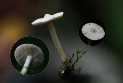 Witte satijnvezelkop -  Inocybe geophylla