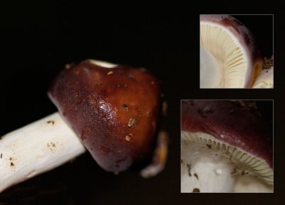 Papilrussula - Russula coerulea
