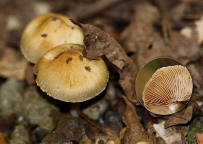 Amandelvezelkop -	Inocybe hirtella