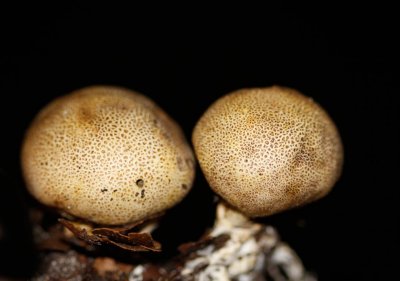 Kleine Aardappelbovist - Scleroderma areolatum