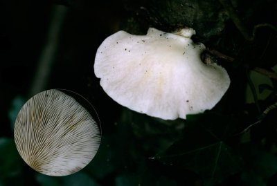 Bleke oesterzwam - Pleurotus pulmonarius