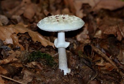 Gele Knolamaniet - Amanita citrina