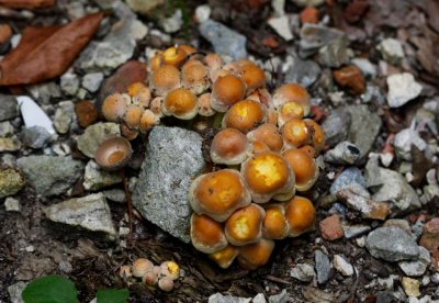 Gewone zwavelkop - Hypholoma fasciculare