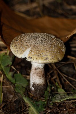 Geelwrattige Amaniet - Amanita franchetii