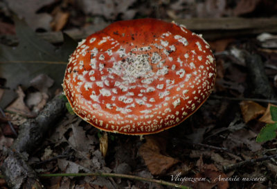 Vliegenzwam - Amanita muscaria
