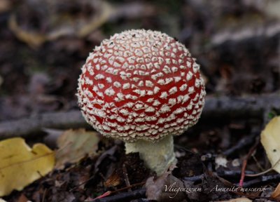 Vliegenzwam - Amanita muscaria