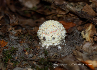 Vliegenzwam - Amanita muscaria