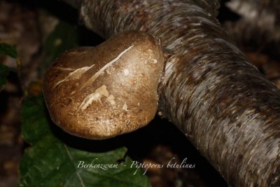 Berkenzwam - Piptoporus betulinus