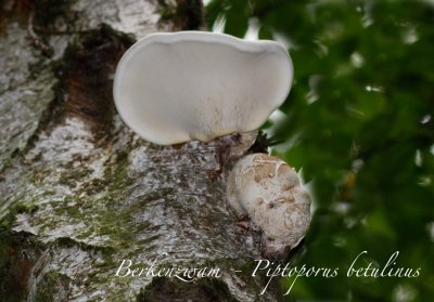 Berkenzwam - Piptoporus betulinus