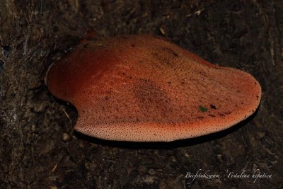 Biefstukzwam-Fistulina hepatica