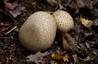 Gewone aardappelbovist - Scleroderma citrinum