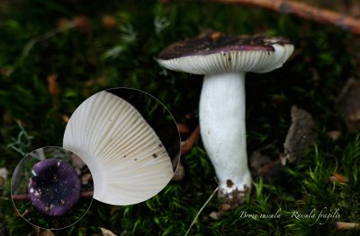Broze russula - Russula fragilis