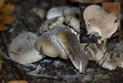Bruine Bundelridderzwam	 - Lyophyllum decastes
