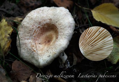 Donzige melkzwam	- Lactarius pubescens