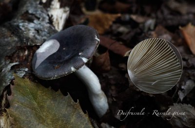 Duifrussula -Russula grisea