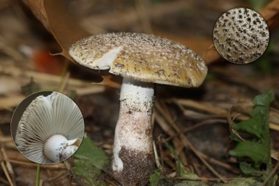 Geelwrattige Amaniet - Amanita franchetii