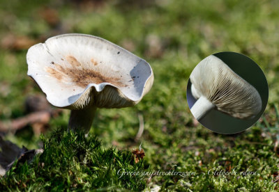 Groene anijstrechterzwam - Clitocybe odora