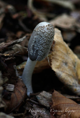 Hazenpootje - Coprinus lagopus