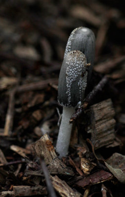 Hazenpootje - Coprinus lagopus