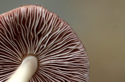 Heksenschermpje - Mycena rosea
