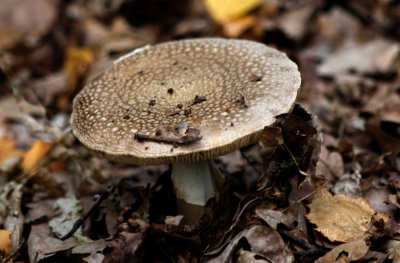 Parelamaniet - Amanita rubescens