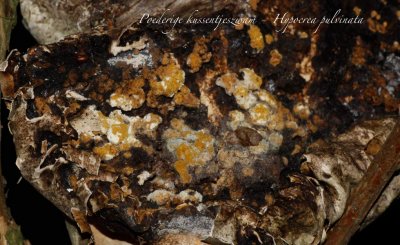 Poederige kussentjeszwam - Hypocrea pulvinata