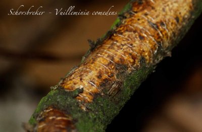 Schorsbreker - Vuilleminia comedens