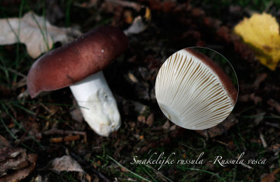 Smakelijke russula - Russula vesca