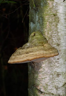 Echte tonderzwam - Fomes fomentarius