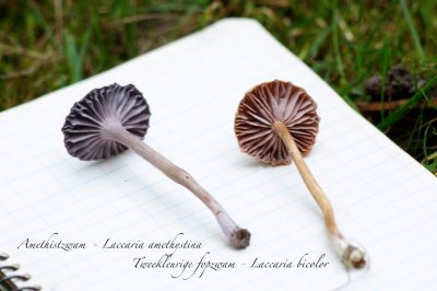Amethistzwam -Laccaria amethystina,fopzwam