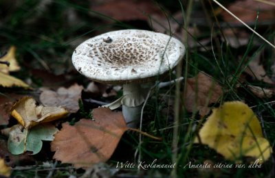 Witte Knolamaniet - Amanita citrina var. alba