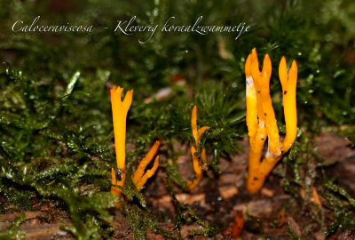 Kleverig koraalzwammetje - Calocera viscosa