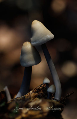 Helmmycena - Mycena galericulata