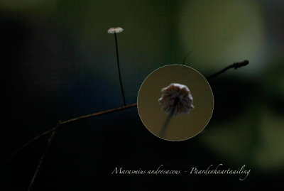 Paardenhaartaailing - Marasmius androsaceus