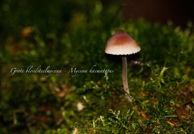 Grote bloedsteelmycena - Mycena haematopus