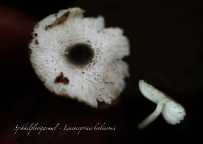 Spikkelplooiparasol - Leucocoprinus  brebissonii