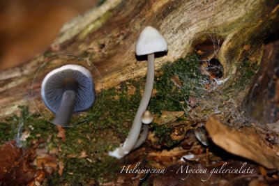 Helmmycena - Mycena galericulata