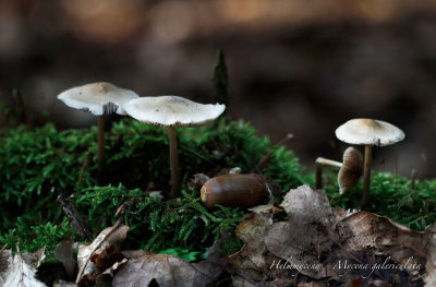 Helmmycena - Mycena galericulata