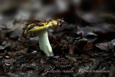 Geelwitte russula - Russula ochroleuca