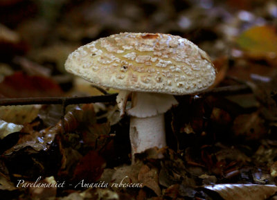 Parelamaniet - Amanita -rubescens