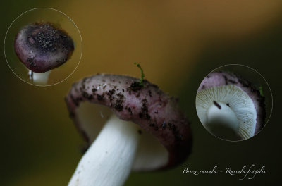 Broze russula - Russula fragilis