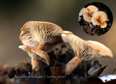 enkele keren mee met de Natuurstudiegroep Zuidrand