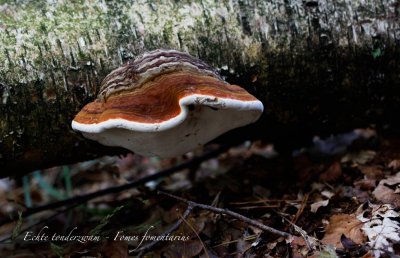 Echte tonderzwam - Fomes fomentarius	