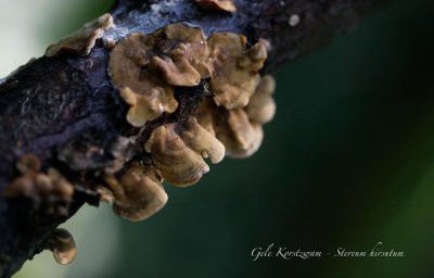 Gele Korstzwam - Stereum hirsutum