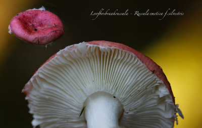 Loofbosbraakrussula - Russula	emetica-f.silvestris