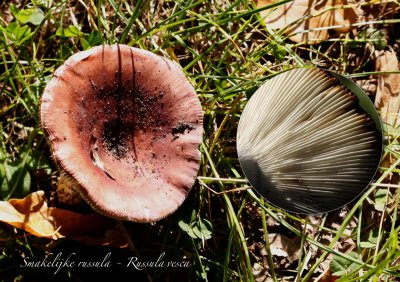 Smakelijke russula - Russula	vesca