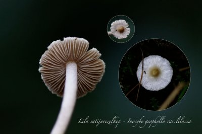 Lila satijnvezelkop - Inocybe geophylla var.lilacea